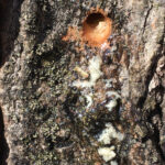 sap hole drilled into tree